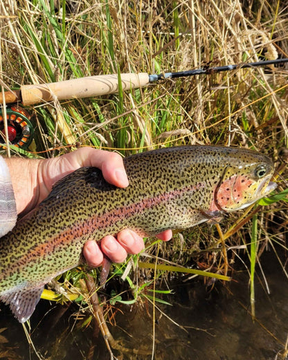 1 weight fly rod combo with reel and fully loaded